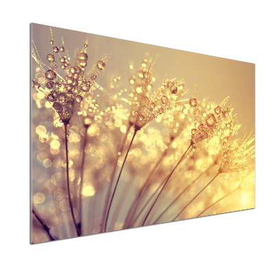 Cooker splashback Dandelion seeds