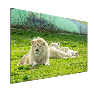 Kitchen splashback Beige lions