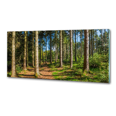 Cooker splashback Panorama of the forest