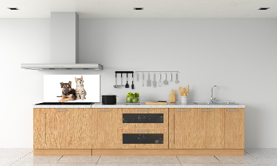 Kitchen splashback Dog and cat