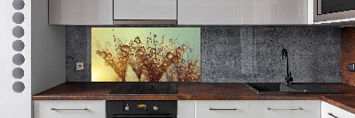 Cooker splashback Dandelion seeds