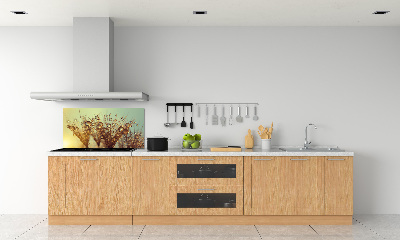 Cooker splashback Dandelion seeds