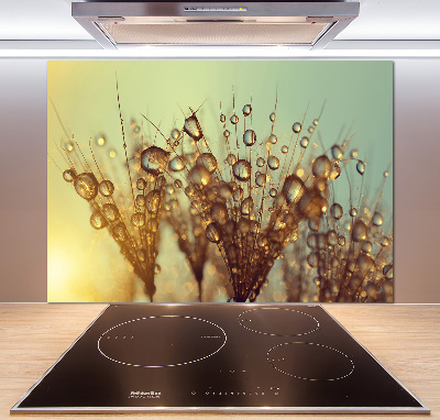 Cooker splashback Dandelion seeds