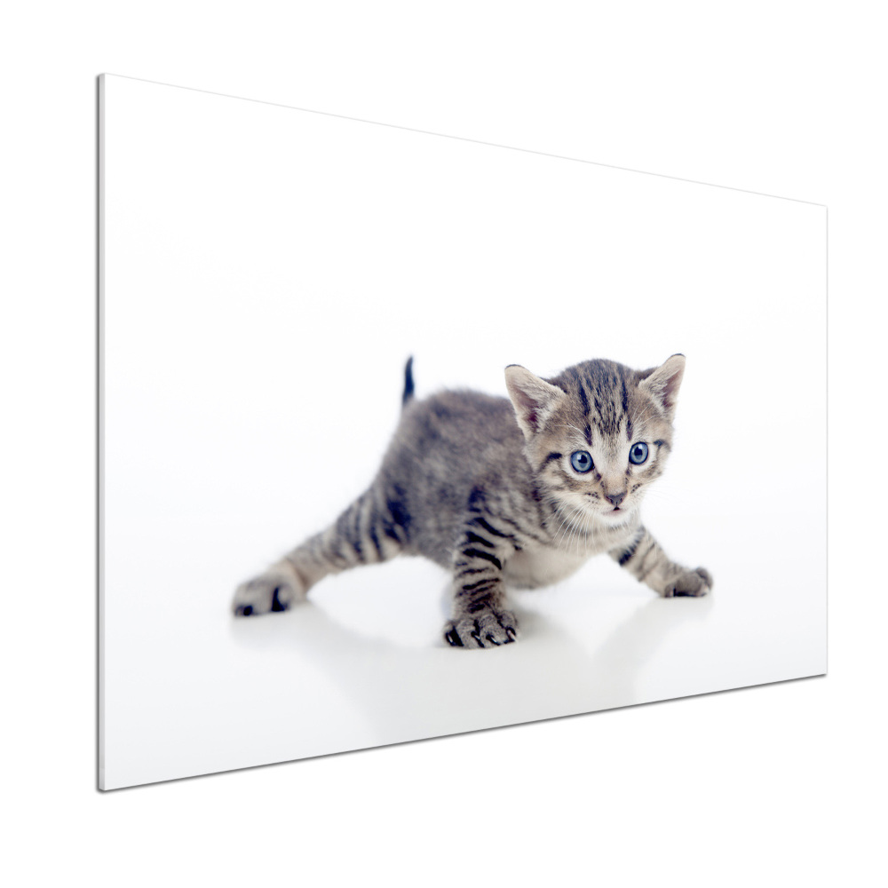 Cooker splashback Small cat