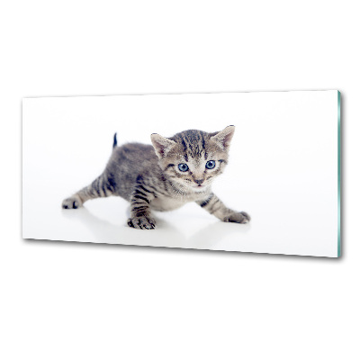 Cooker splashback Small cat