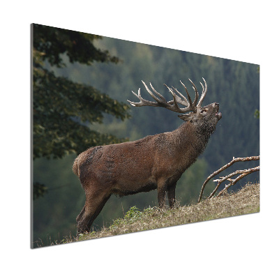 Cooker splashback Deer on the hill