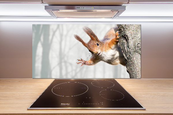 Cooker splashback Squirrel