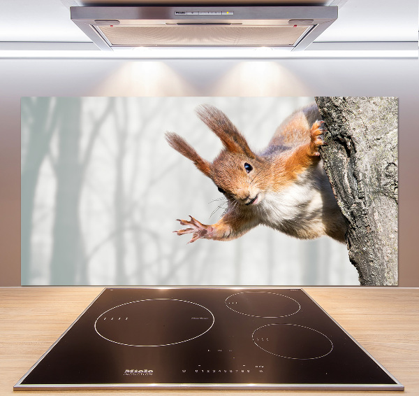 Cooker splashback Squirrel