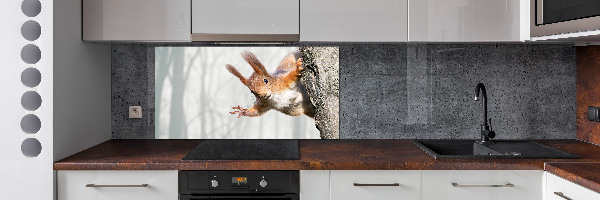 Cooker splashback Squirrel