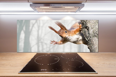 Cooker splashback Squirrel