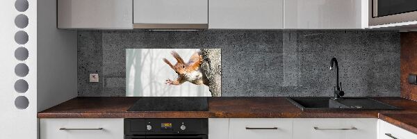 Cooker splashback Squirrel