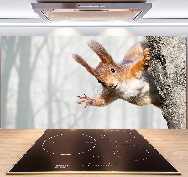 Cooker splashback Squirrel