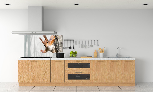 Cooker splashback Squirrel