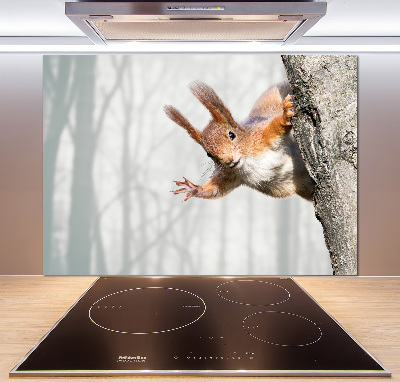 Cooker splashback Squirrel