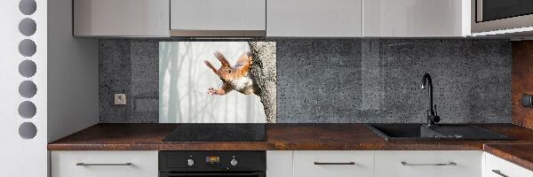 Cooker splashback Squirrel