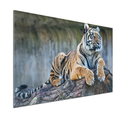 Cooker splashback Tiger