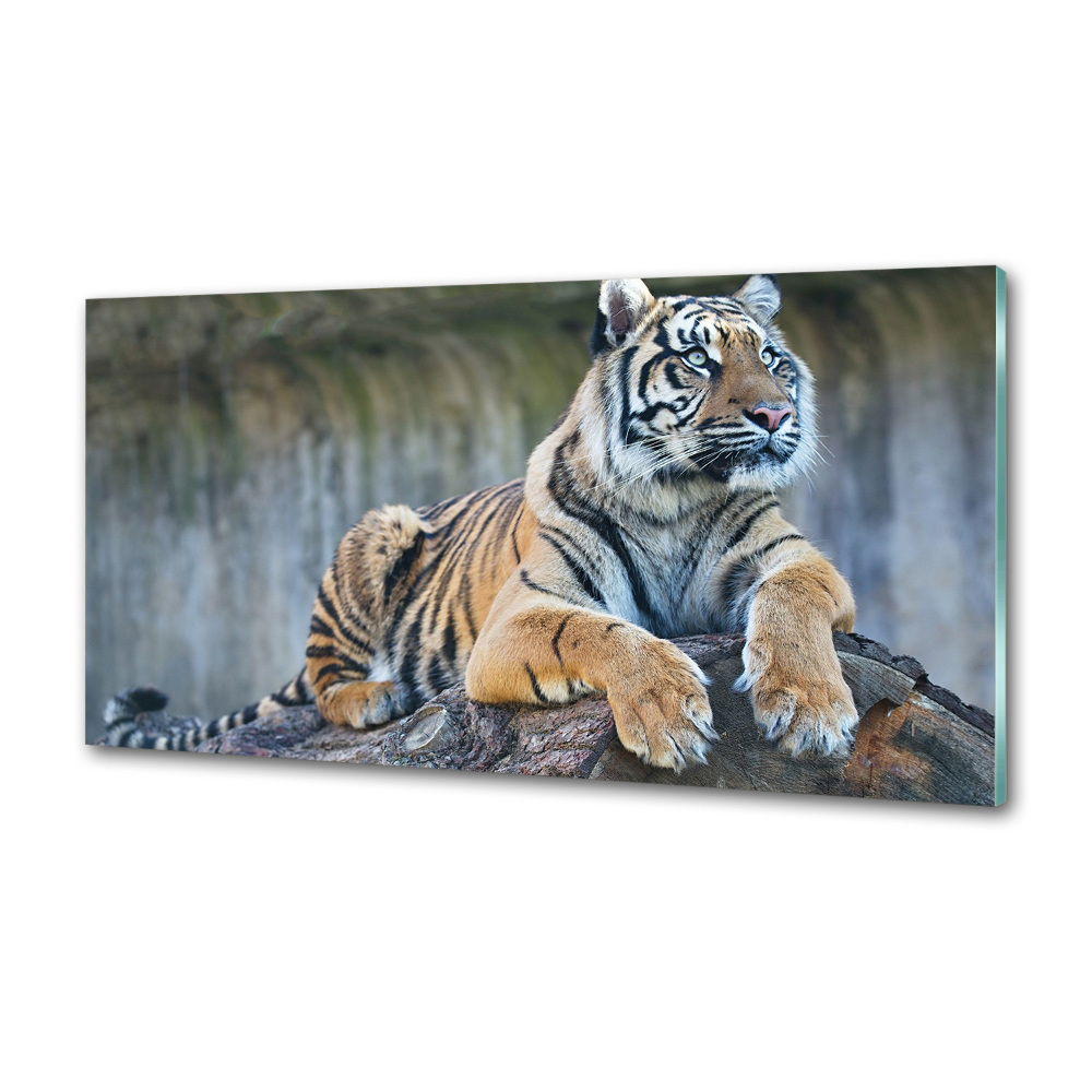 Cooker splashback Tiger