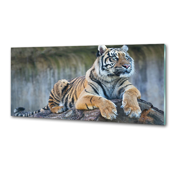 Cooker splashback Tiger