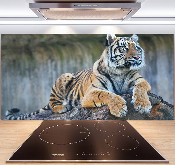 Cooker splashback Tiger