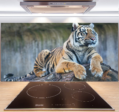 Cooker splashback Tiger