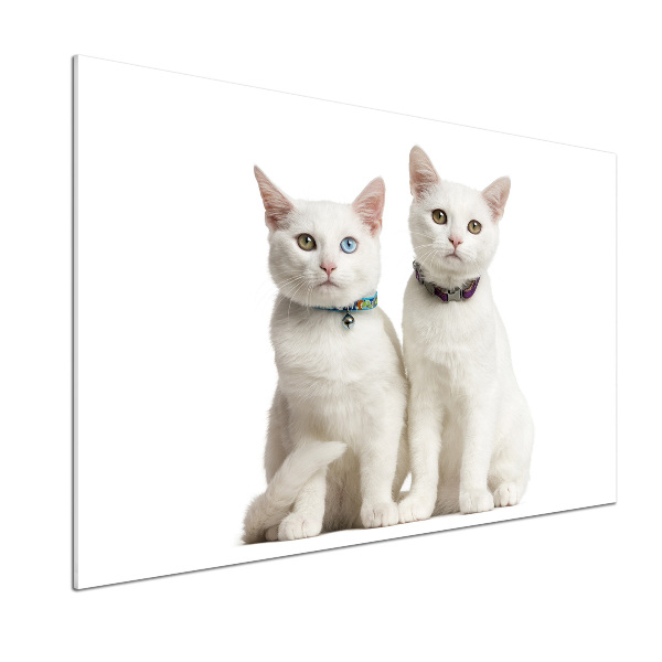 Cooker splashback White cats