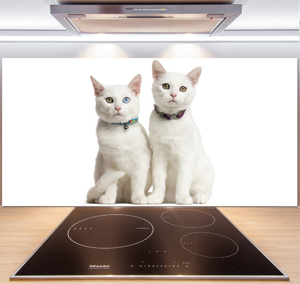 Cooker splashback White cats