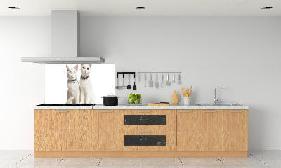 Cooker splashback White cats