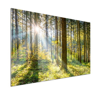 Kitchen splashback Forest in the sun