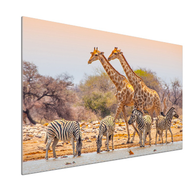 Cooker splashback Giraffes and zebra