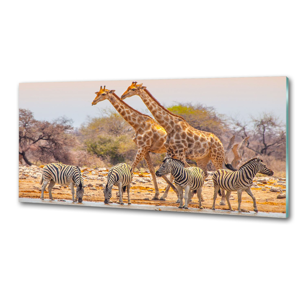 Cooker splashback Giraffes and zebra