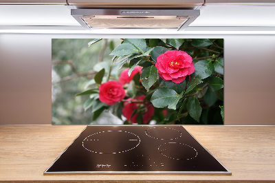 Cooker splashback Camellia