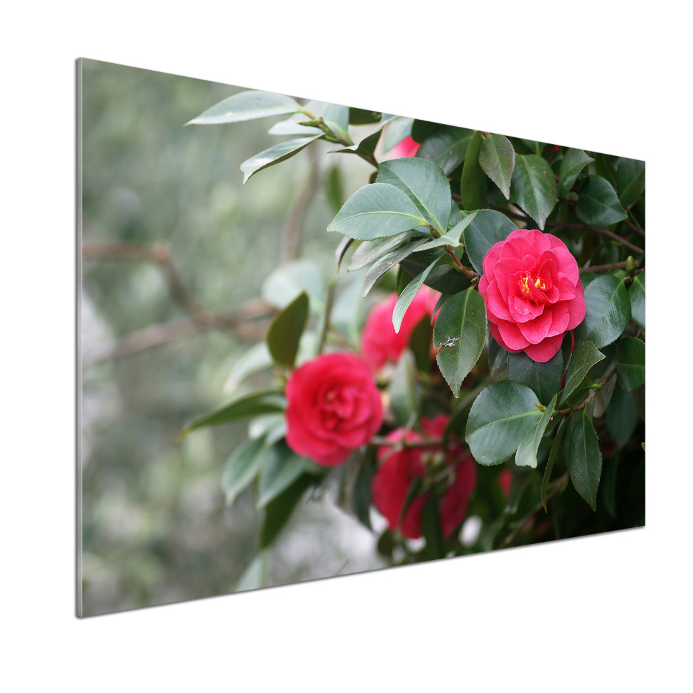 Cooker splashback Camellia