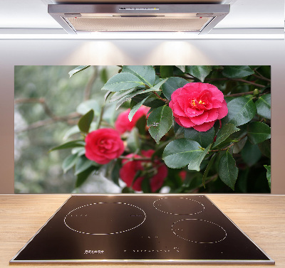 Cooker splashback Camellia