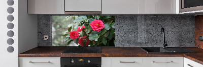 Cooker splashback Camellia