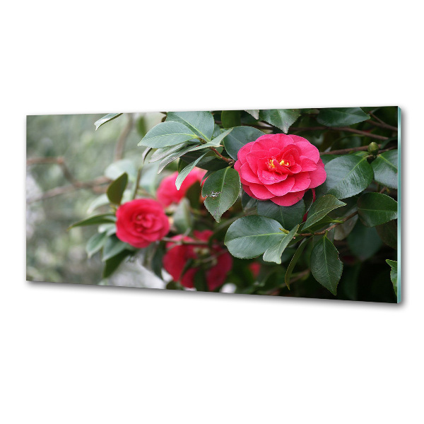 Cooker splashback Camellia