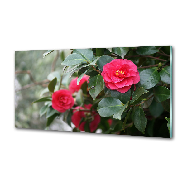 Cooker splashback Camellia