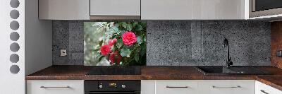 Cooker splashback Camellia