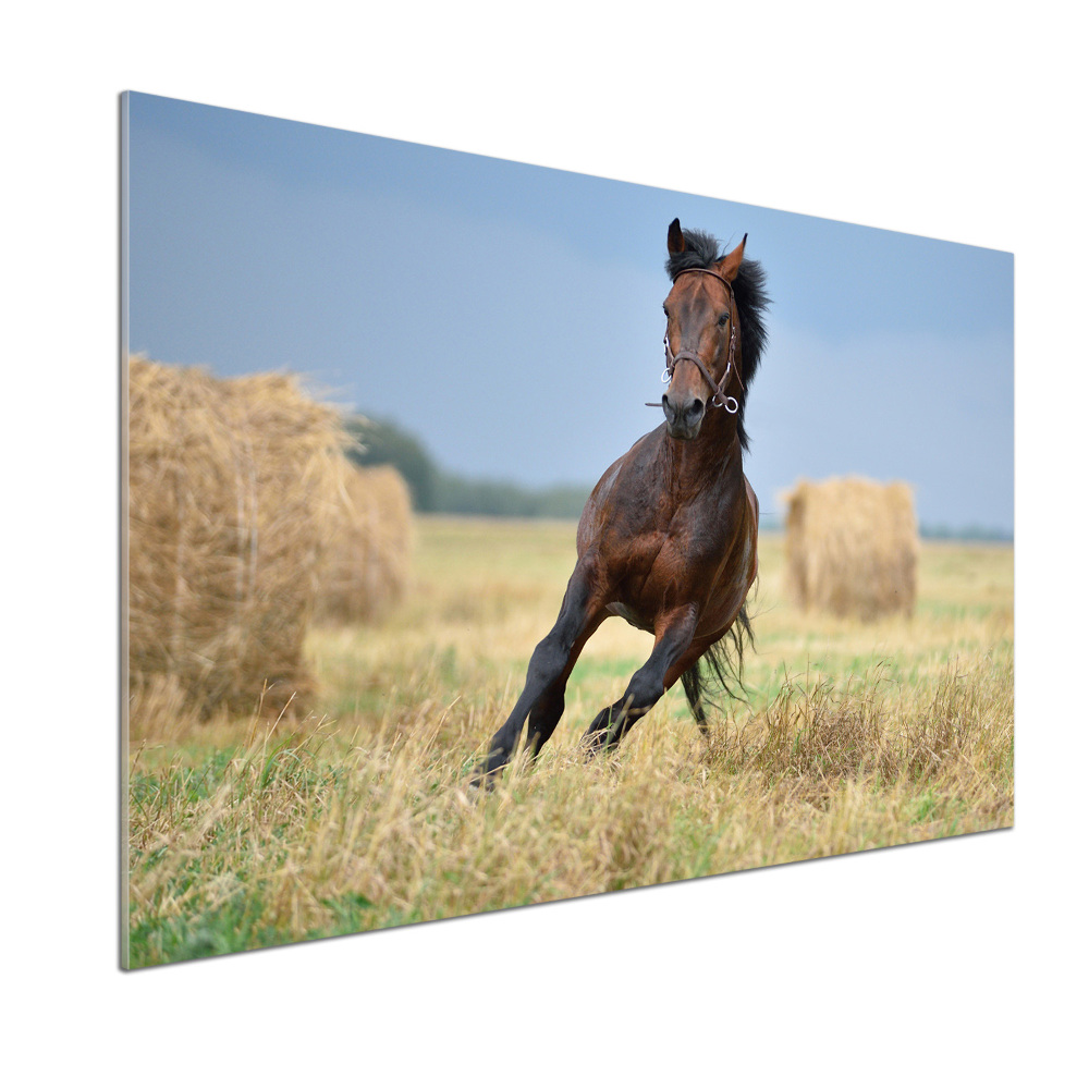 Cooker splashback Horse at a gallop