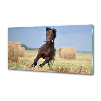 Cooker splashback Horse at a gallop