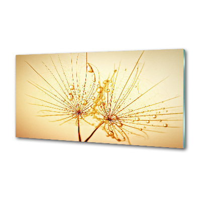 Cooker splashback Dandelion seeds