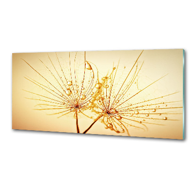 Cooker splashback Dandelion seeds