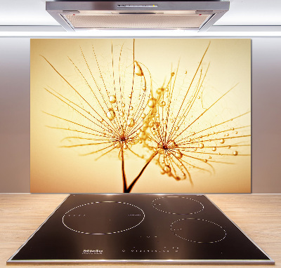 Cooker splashback Dandelion seeds