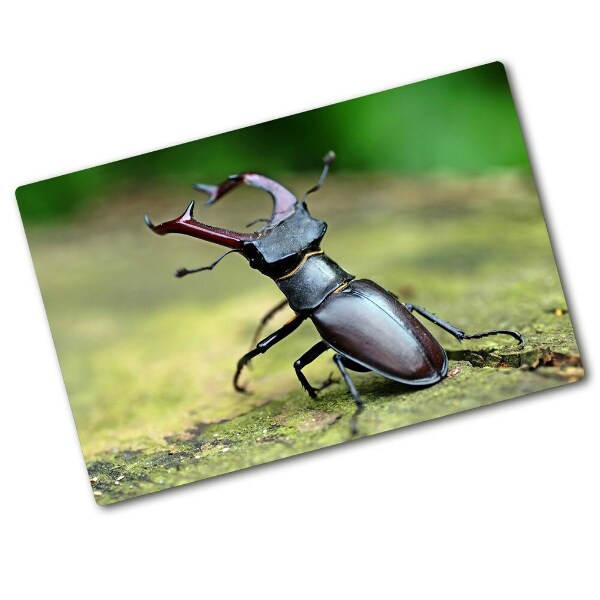 Chopping board Beetle