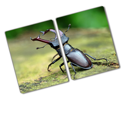 Chopping board Beetle