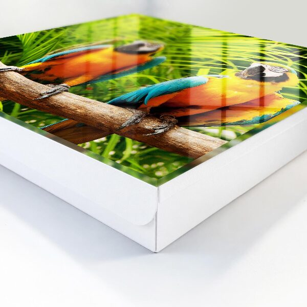 Key box Tropical birds
