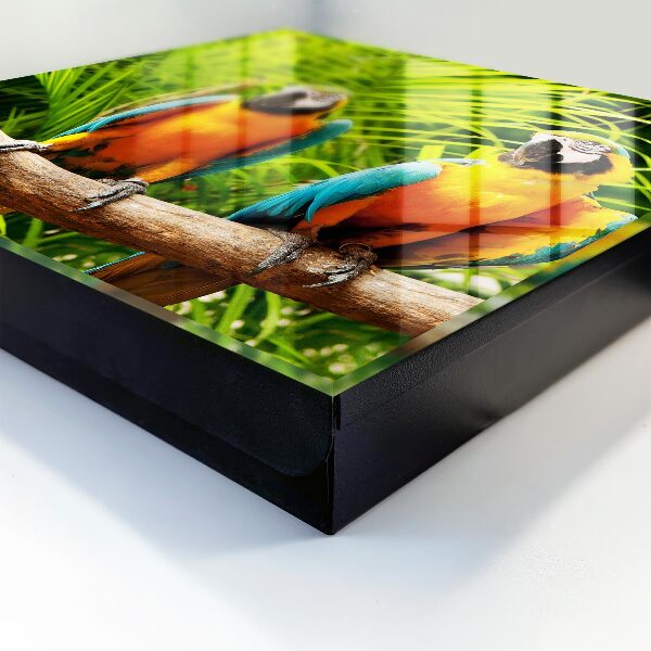 Key box Tropical birds
