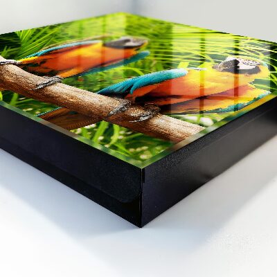 Key box Tropical birds