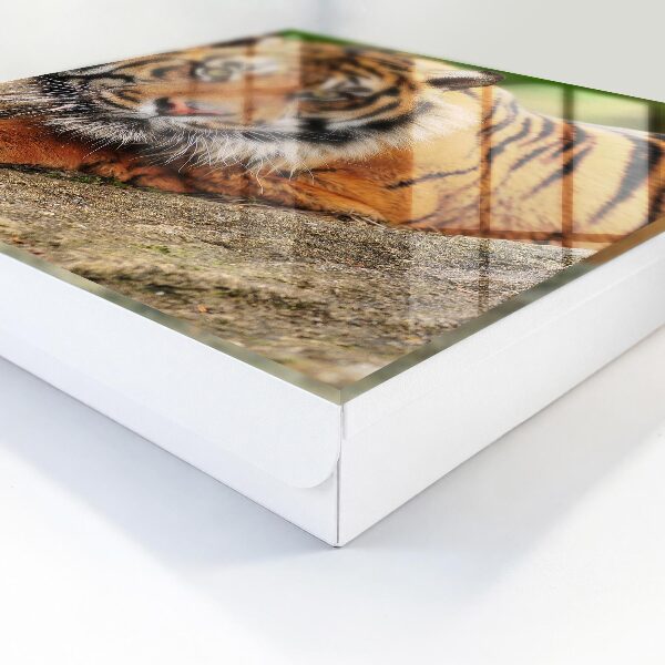Key storage box The tiger is resting
