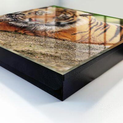 Key storage box The tiger is resting