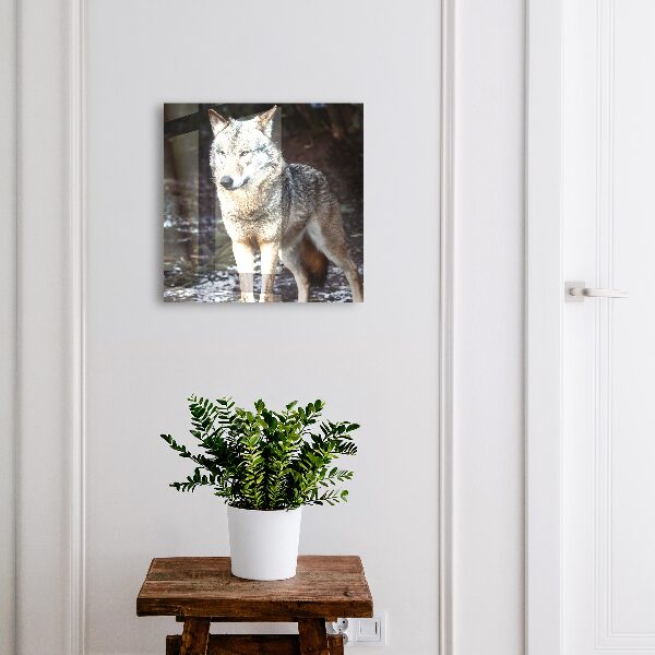Key box Wolf in the forest